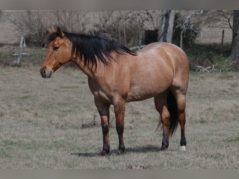 American Quarter Horse Merrie 10 Jaar 150 cm in Carthage, TX