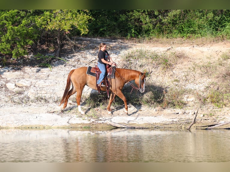 American Quarter Horse Merrie 10 Jaar 150 cm Red Dun in Forney