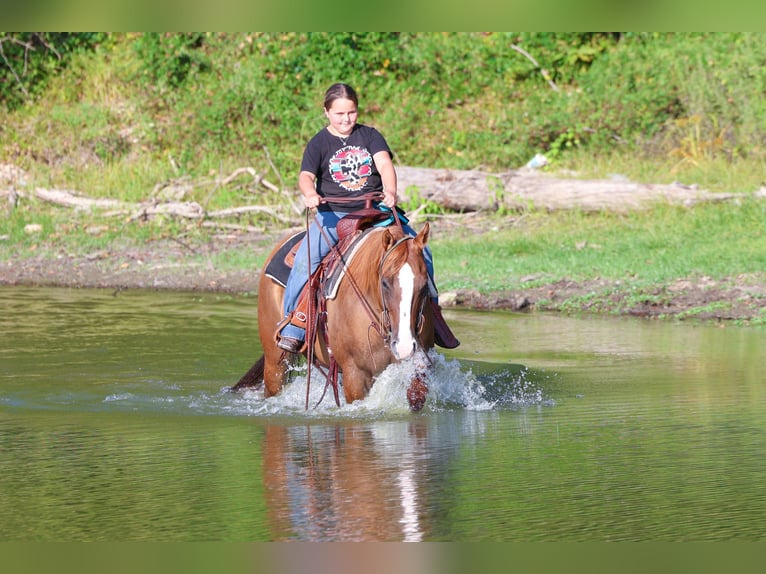 American Quarter Horse Merrie 10 Jaar 150 cm Red Dun in Forney