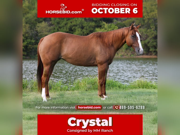 American Quarter Horse Merrie 10 Jaar 150 cm Red Dun in Forney