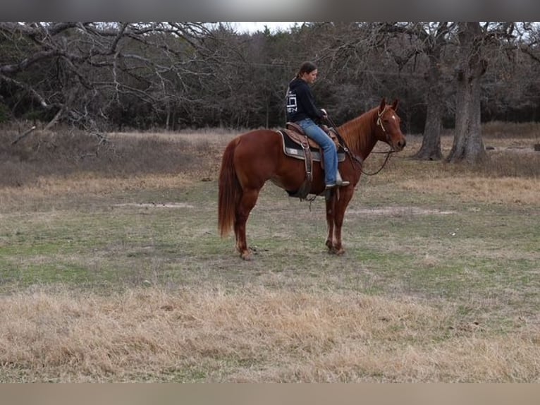 American Quarter Horse Merrie 10 Jaar 150 cm Roodvos in Terrell