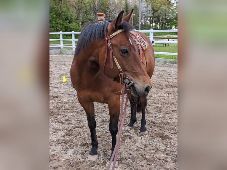 American Quarter Horse Merrie 10 Jaar 152 cm Bruin in Nettersheim