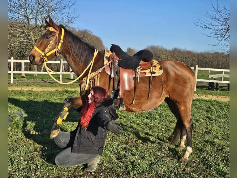 American Quarter Horse Merrie 10 Jaar 152 cm Bruin in Linkenbach