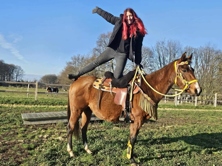 American Quarter Horse Merrie 10 Jaar 152 cm Bruin in Linkenbach