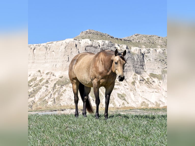 American Quarter Horse Merrie 10 Jaar 152 cm Buckskin in Bayard, Nebraska
