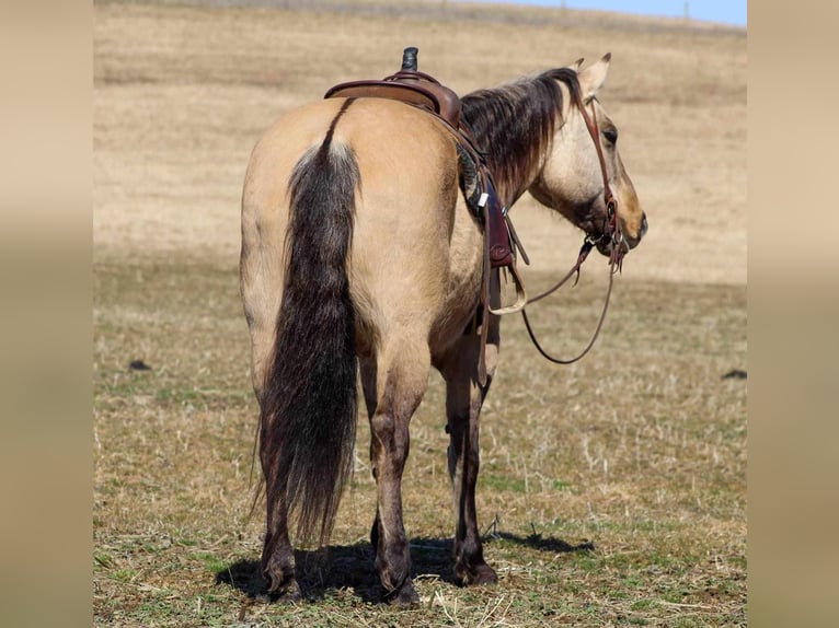 American Quarter Horse Merrie 10 Jaar 152 cm Buckskin in Cooksburg