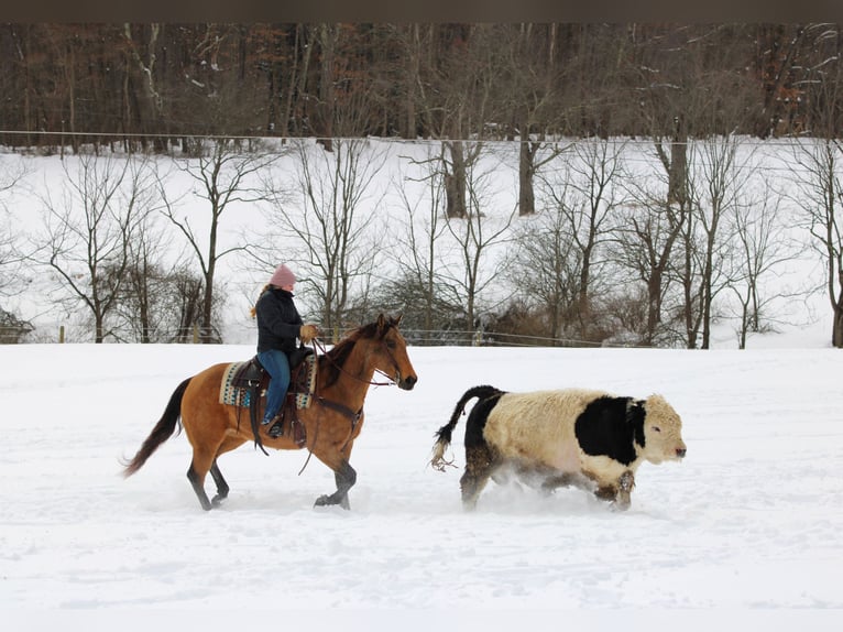 American Quarter Horse Merrie 10 Jaar 152 cm Buckskin in Clarion