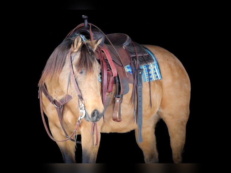 American Quarter Horse Merrie 10 Jaar 152 cm Buckskin in Clarion
