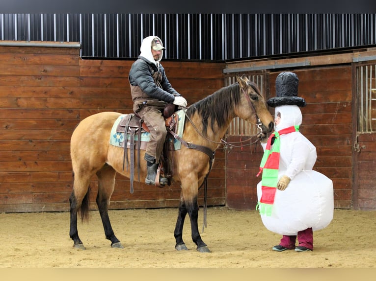 American Quarter Horse Merrie 10 Jaar 152 cm Buckskin in Clarion