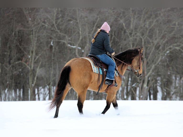 American Quarter Horse Merrie 10 Jaar 152 cm Buckskin in Clarion