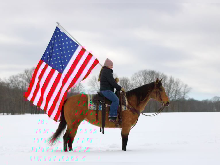 American Quarter Horse Merrie 10 Jaar 152 cm Buckskin in Clarion