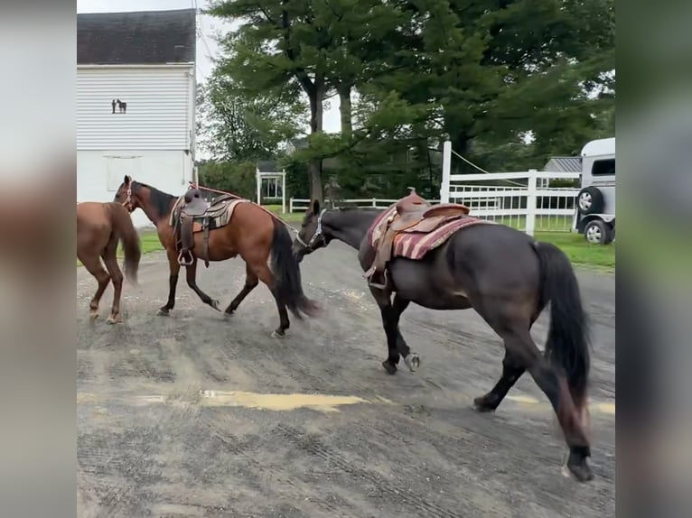 American Quarter Horse Merrie 10 Jaar 152 cm Donkerbruin in Granby, CT