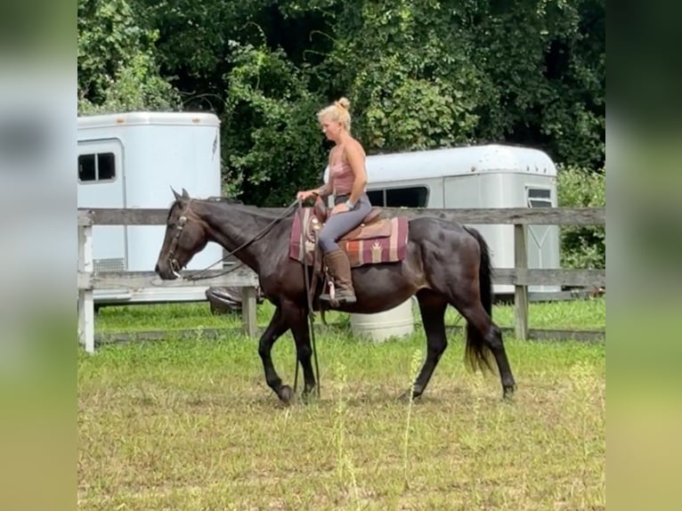 American Quarter Horse Merrie 10 Jaar 152 cm Donkerbruin in Granby, CT