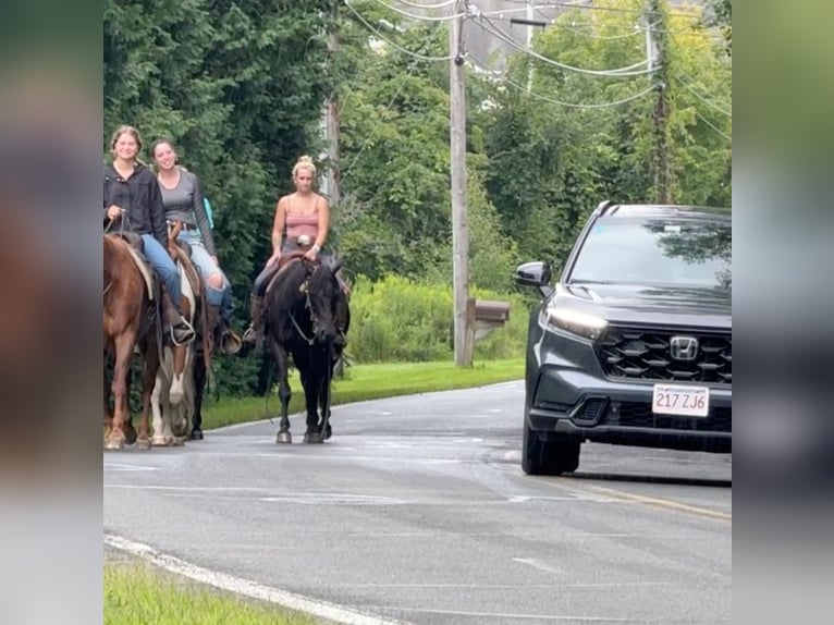 American Quarter Horse Merrie 10 Jaar 152 cm Donkerbruin in Granby, CT