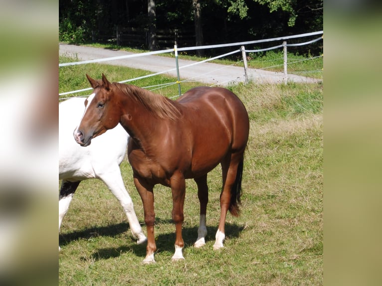 American Quarter Horse Merrie 10 Jaar 152 cm Donkere-vos in Bernried