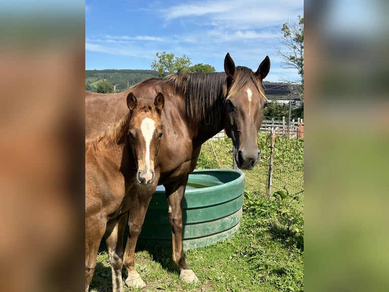 American Quarter Horse Merrie 10 Jaar 152 cm Donkere-vos in D&#xFC;ren