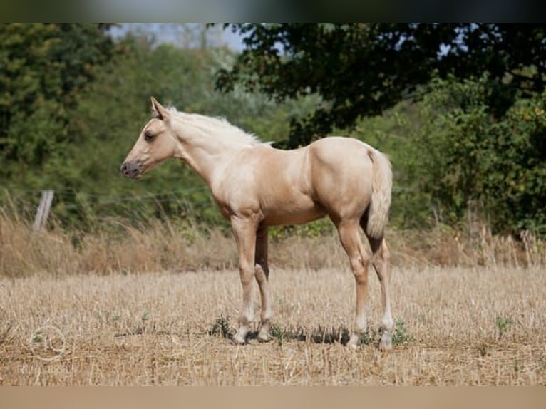 American Quarter Horse Merrie 10 Jaar 152 cm Palomino in Bonn