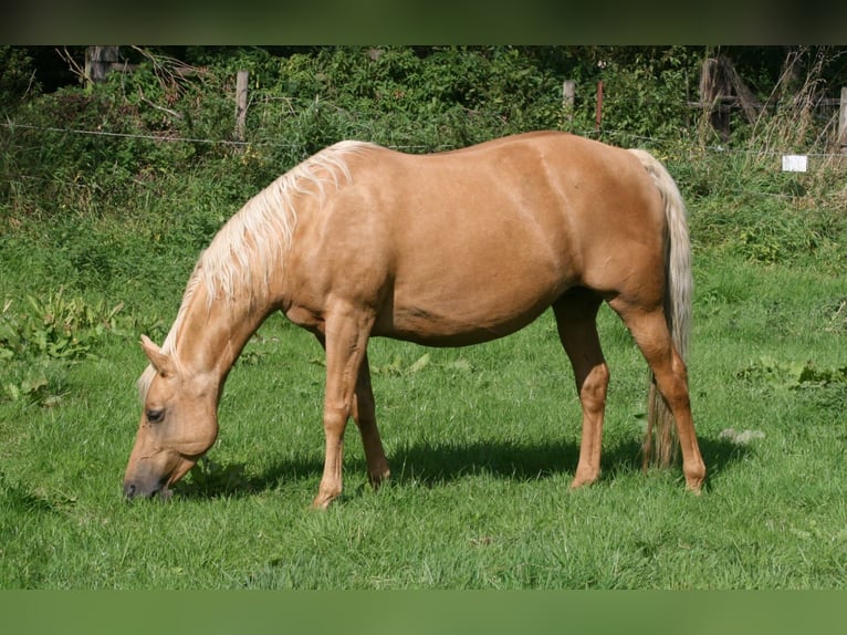 American Quarter Horse Merrie 10 Jaar 152 cm Palomino in Bonn