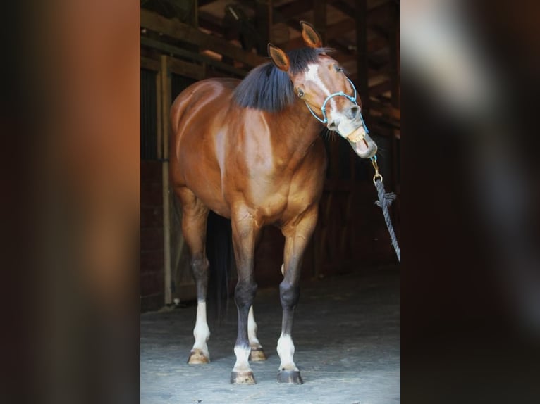 American Quarter Horse Merrie 10 Jaar 152 cm Roodbruin in Sumter, SC