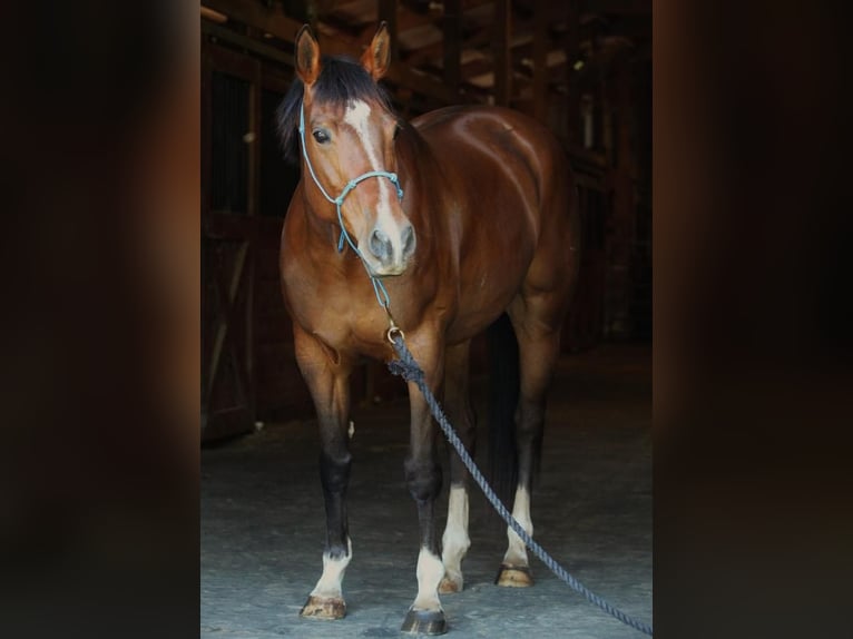American Quarter Horse Merrie 10 Jaar 152 cm Roodbruin in Sumter, SC