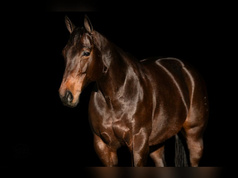 American Quarter Horse Merrie 10 Jaar 152 cm Roodbruin in Canyon