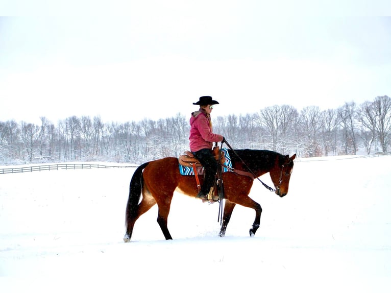 American Quarter Horse Merrie 10 Jaar 152 cm Roodbruin in Highland MI