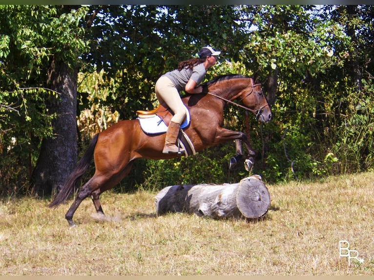 American Quarter Horse Merrie 10 Jaar 152 cm Roodbruin in Mountain Grove, MO