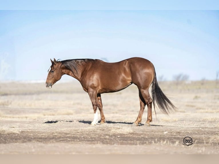 American Quarter Horse Merrie 10 Jaar 152 cm Roodvos in Canyon