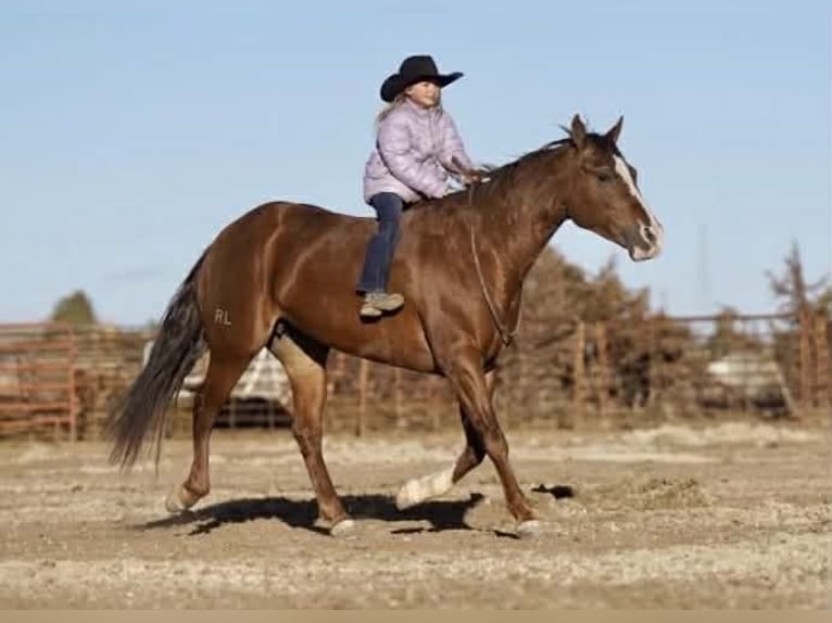 American Quarter Horse Merrie 10 Jaar 152 cm Roodvos in Canyon