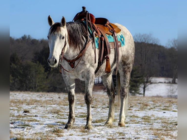 American Quarter Horse Merrie 10 Jaar 152 cm Schimmel in Brookville, PA