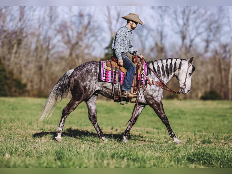 American Quarter Horse Merrie 10 Jaar 152 cm Schimmel in Lyles