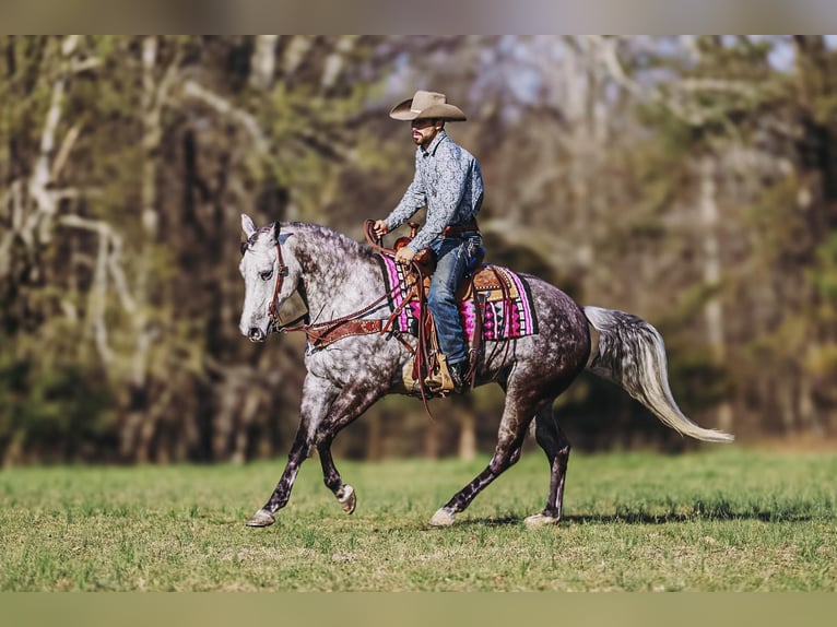 American Quarter Horse Merrie 10 Jaar 152 cm Schimmel in Lyles