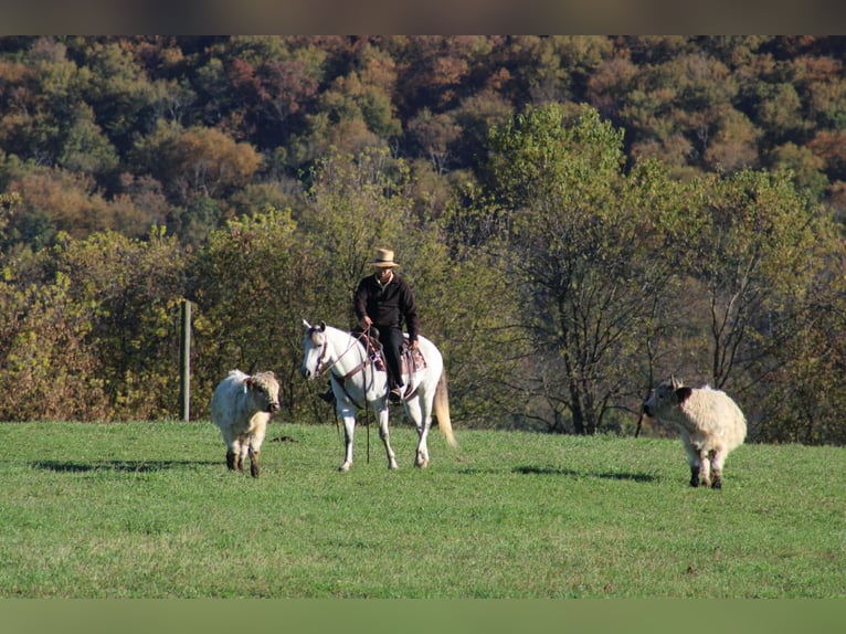 American Quarter Horse Merrie 10 Jaar 152 cm Schimmel in Rebersburg
