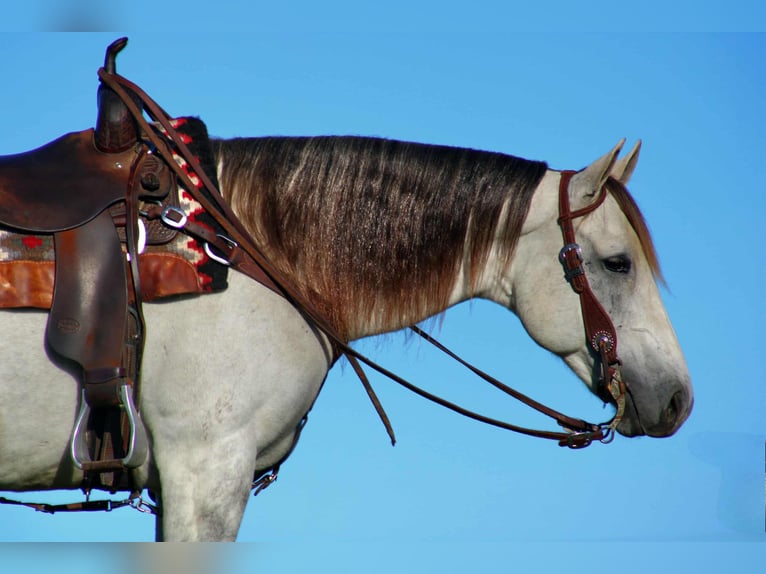 American Quarter Horse Merrie 10 Jaar 152 cm Schimmel in Rebersburg