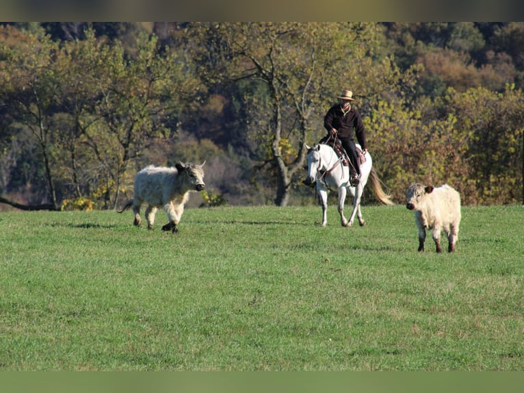 American Quarter Horse Merrie 10 Jaar 152 cm Schimmel in Rebersburg