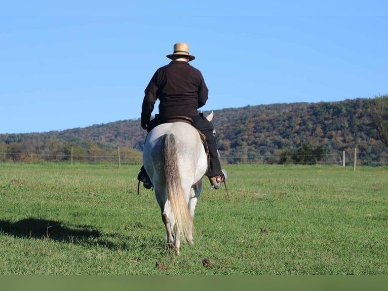 American Quarter Horse Merrie 10 Jaar 152 cm Schimmel in Rebersburg