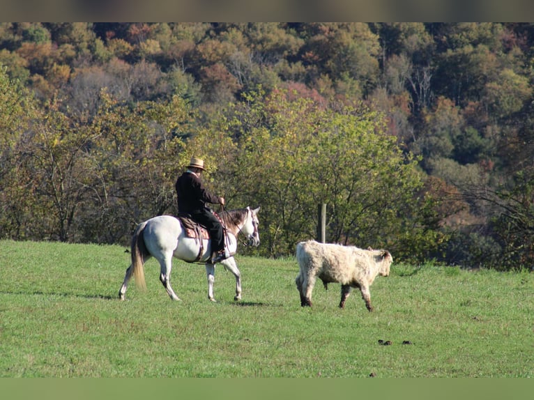 American Quarter Horse Merrie 10 Jaar 152 cm Schimmel in Rebersburg