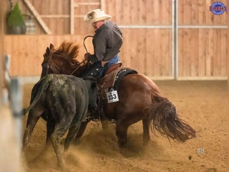 American Quarter Horse Merrie 10 Jaar 152 cm Vos in Sinsheim