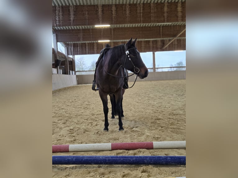 American Quarter Horse Merrie 10 Jaar 154 cm Bruin in Gaggenau
