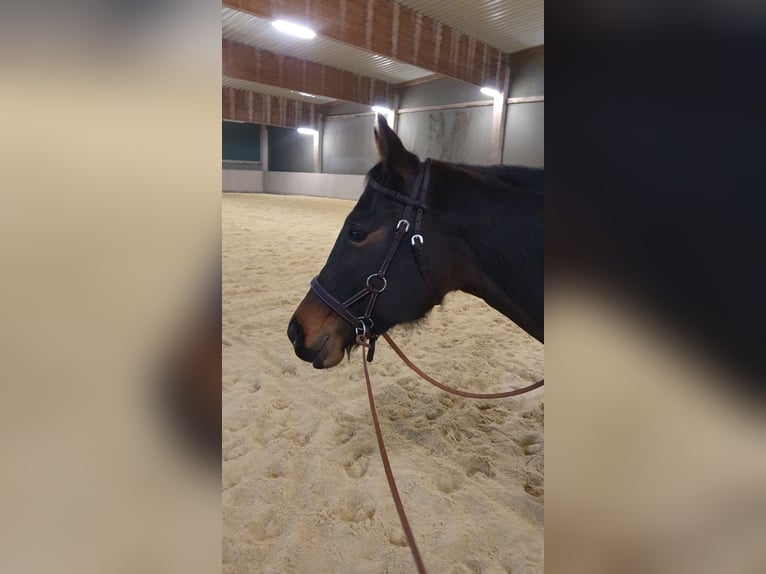 American Quarter Horse Merrie 10 Jaar 154 cm Bruin in Gaggenau