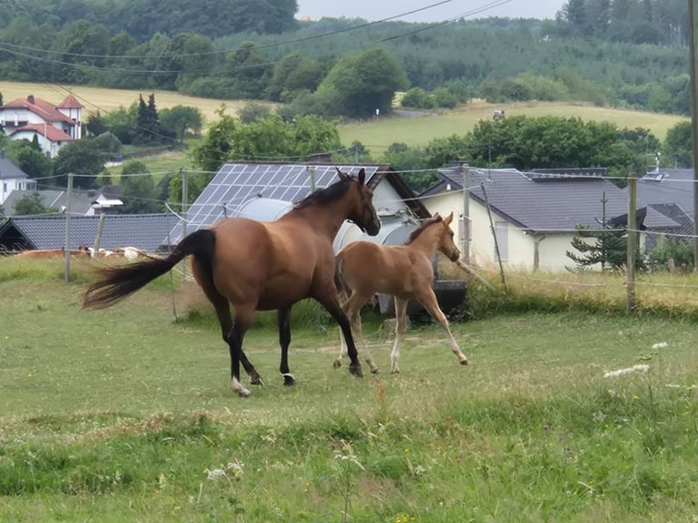 American Quarter Horse Merrie 10 Jaar 154 cm Bruin in Linkenbach
