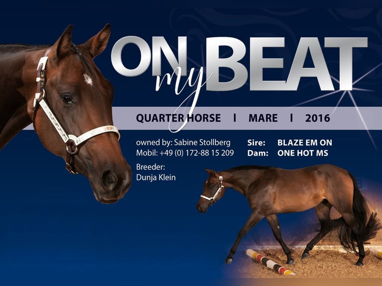 American Quarter Horse Merrie 10 Jaar 154 cm Bruin in Gaggenau