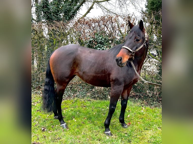 American Quarter Horse Merrie 10 Jaar 155 cm Donkerbruin in Rhede