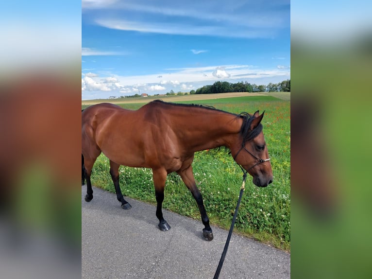 American Quarter Horse Merrie 10 Jaar 155 cm Donkerbruin in Bonndorf im Schwarzwald