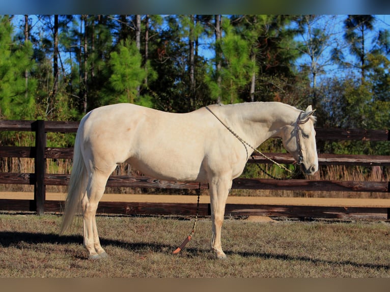 American Quarter Horse Merrie 10 Jaar 155 cm Palomino in Vidalia