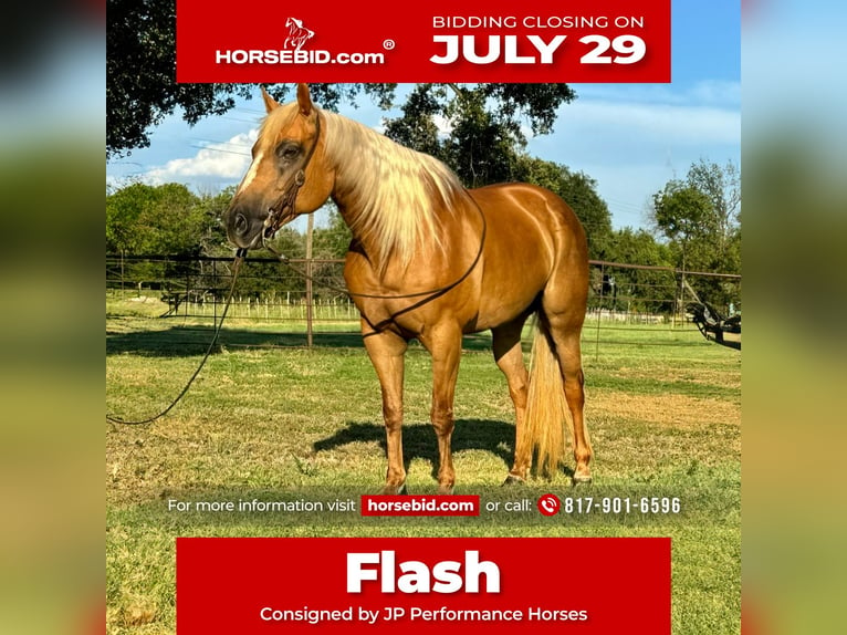 American Quarter Horse Merrie 10 Jaar 155 cm Palomino in Dennis, TX