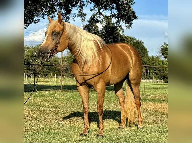 American Quarter Horse Merrie 10 Jaar 155 cm Palomino in Dennis, TX