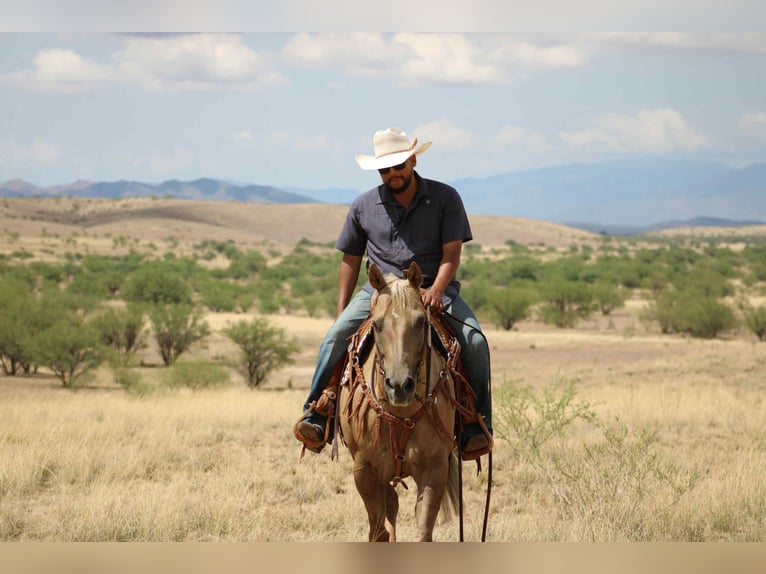 American Quarter Horse Merrie 10 Jaar 155 cm Palomino in Nogales, AZ