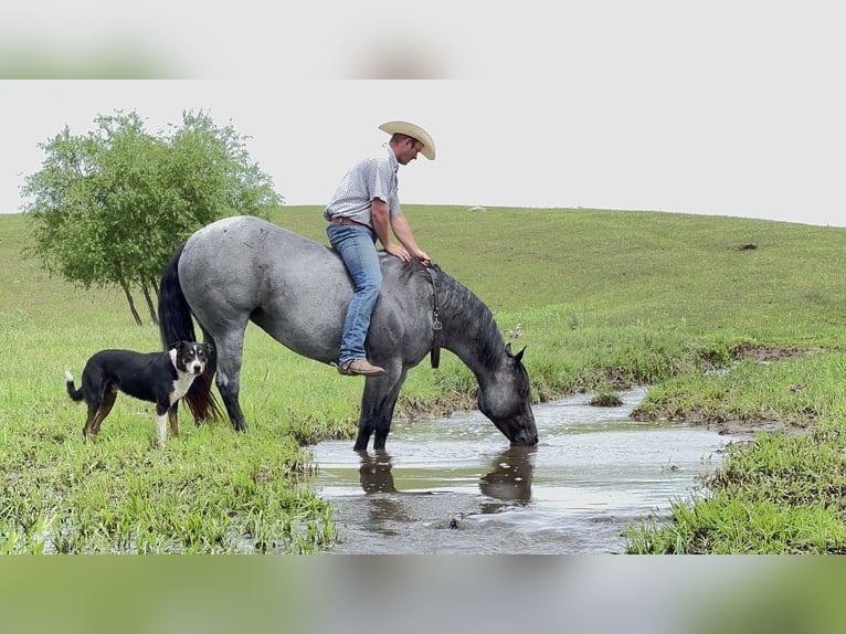 American Quarter Horse Merrie 10 Jaar 155 cm Roan-Blue in Canistota, SD