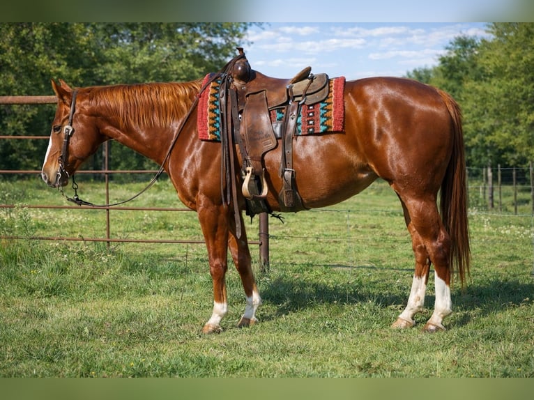 American Quarter Horse Merrie 10 Jaar 155 cm Roodvos in Sulphur Springs